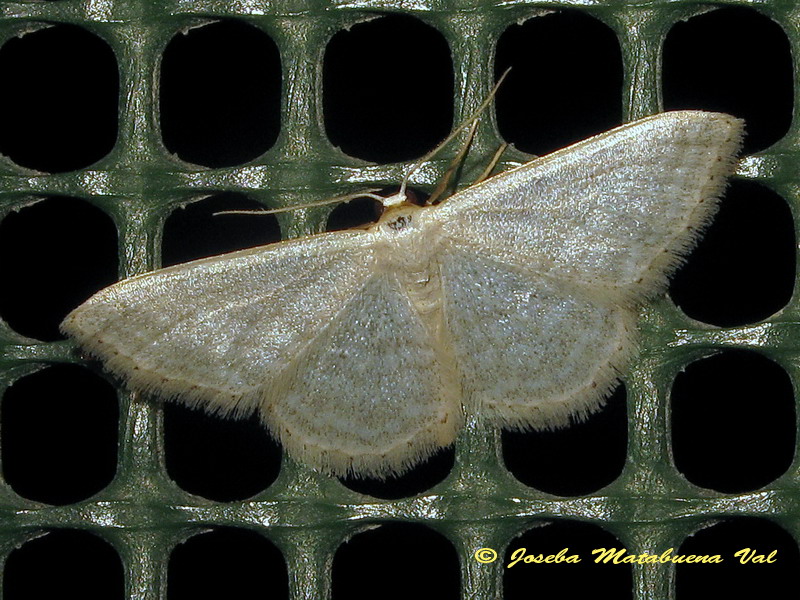 Geometridae da id. - Idaea subsericeata